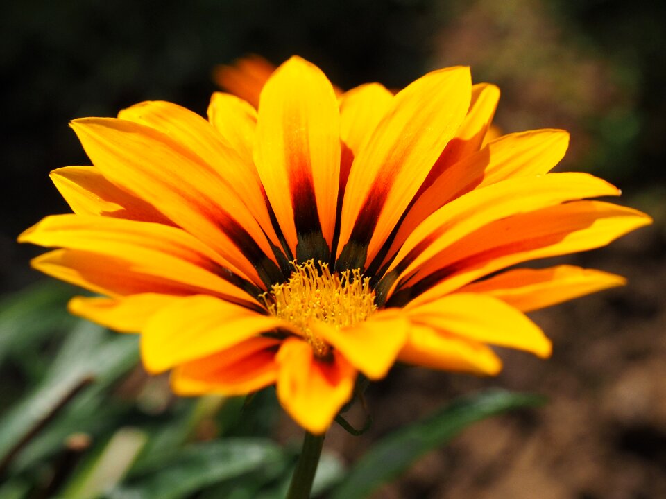 Bloom yellow orange