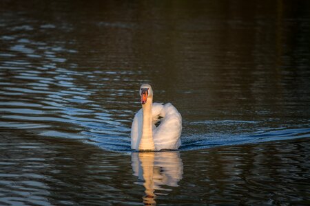 Reflection river animal photo