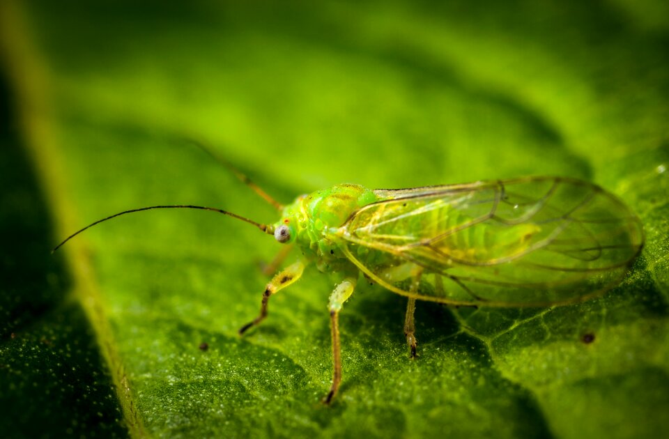 Krupnyj plan outdoors aphid