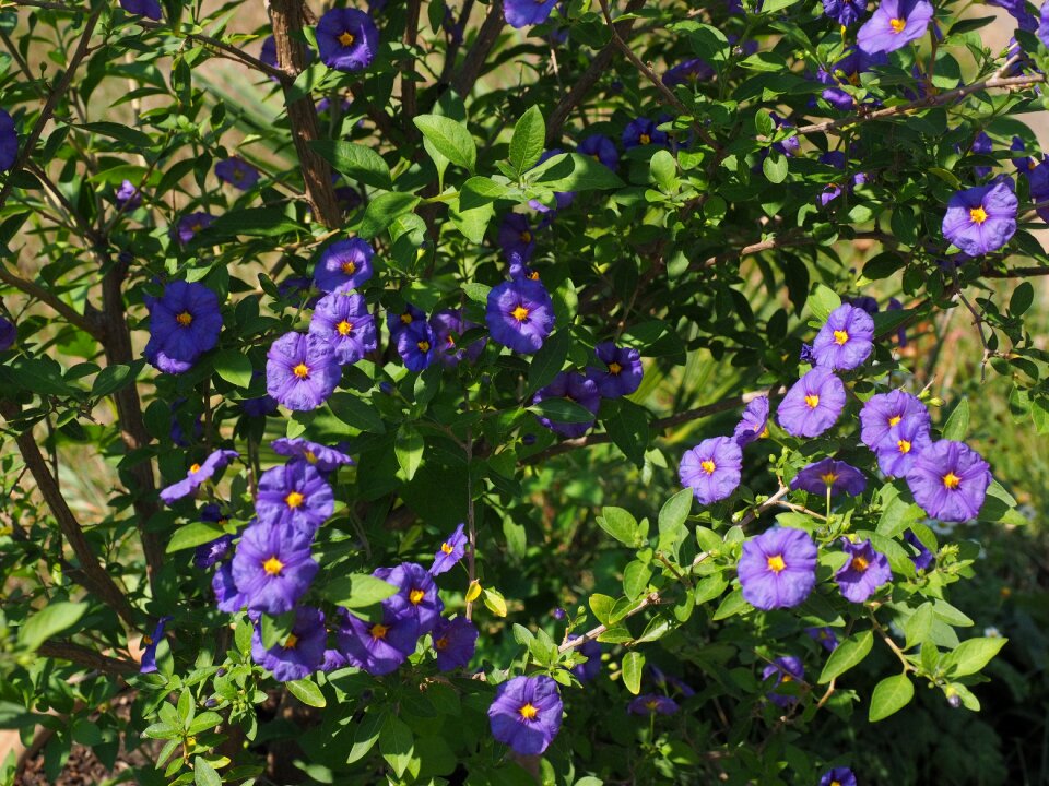 Bush purple blue violet