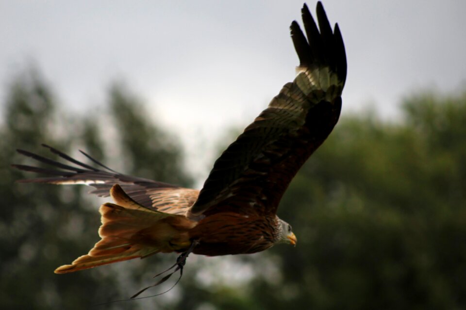 Wildlife feather freedom