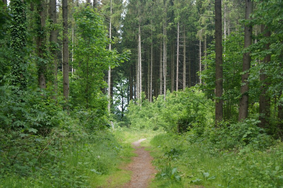 Pawn sche nature forest