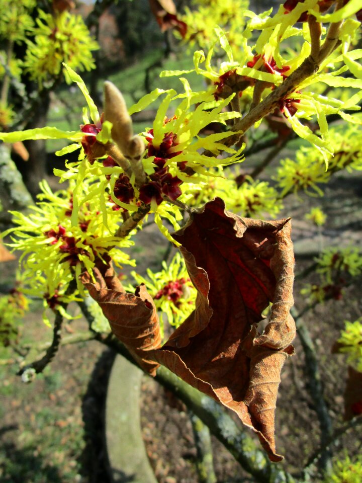 Shrub bloom plant close up
