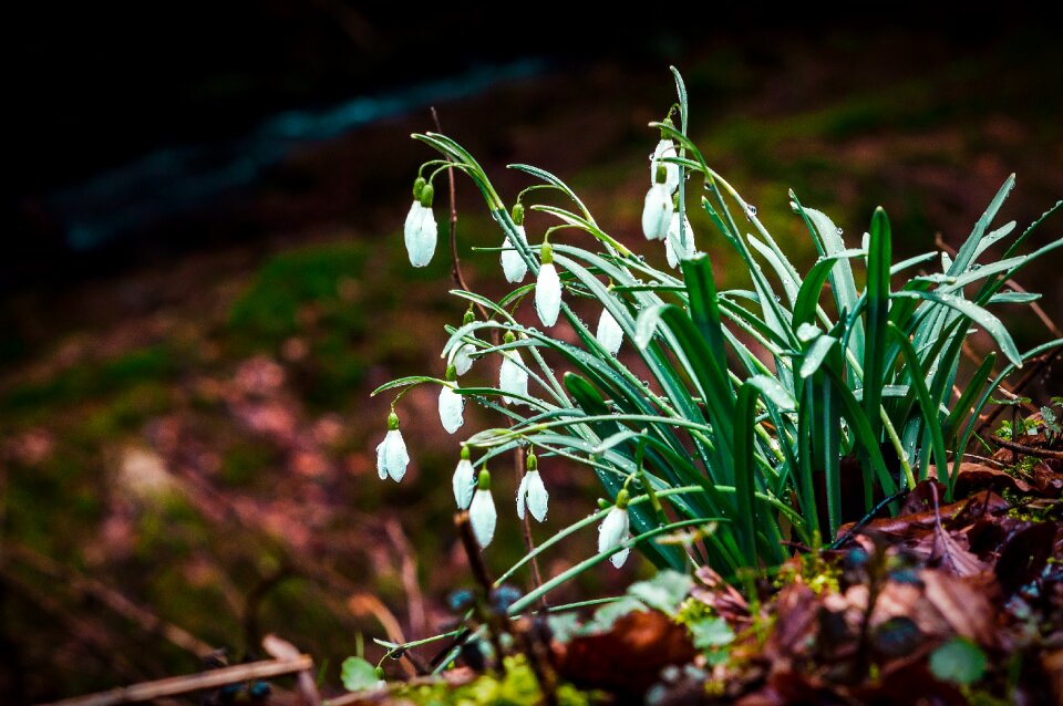 Season garden flower