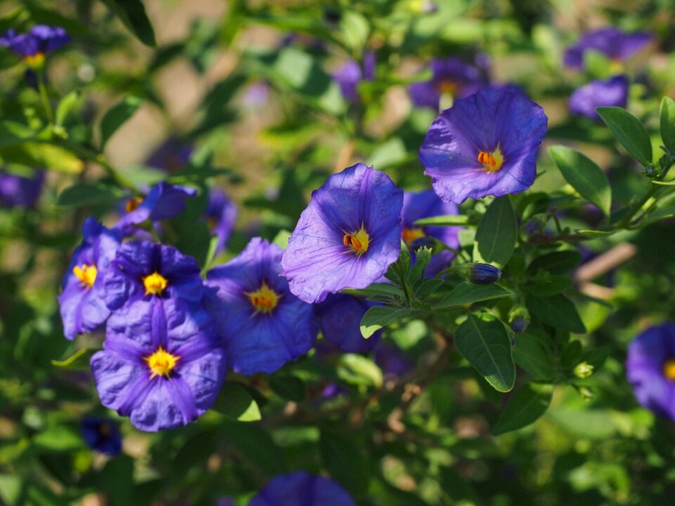 Bush purple blue violet