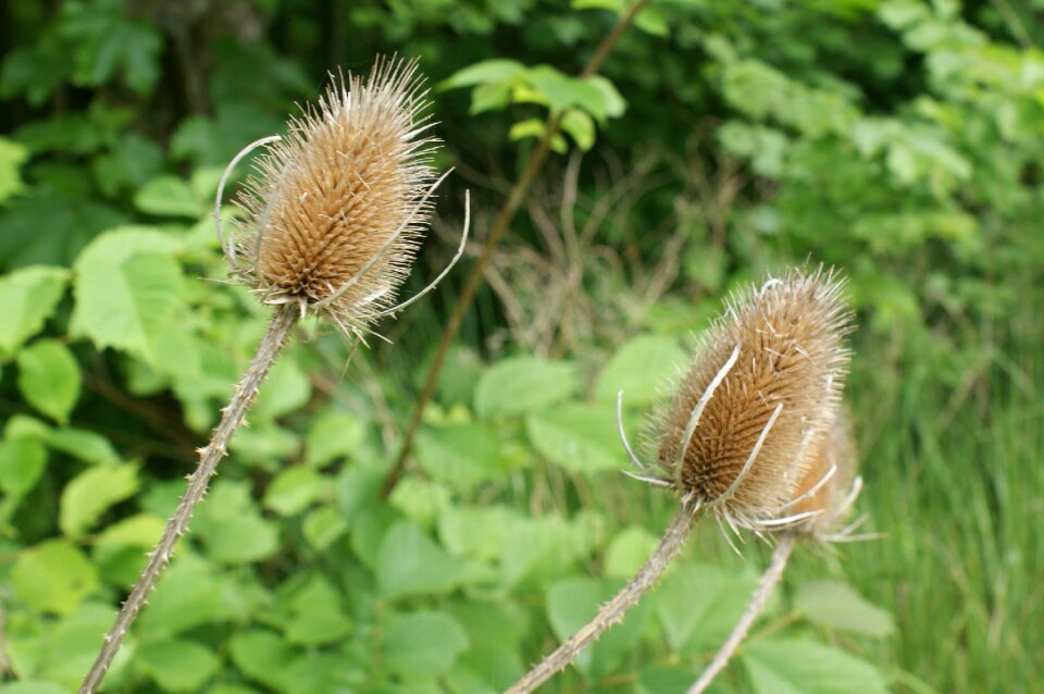 Thistle nature plant