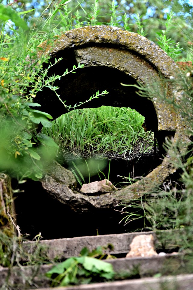 Green plant tunnel
