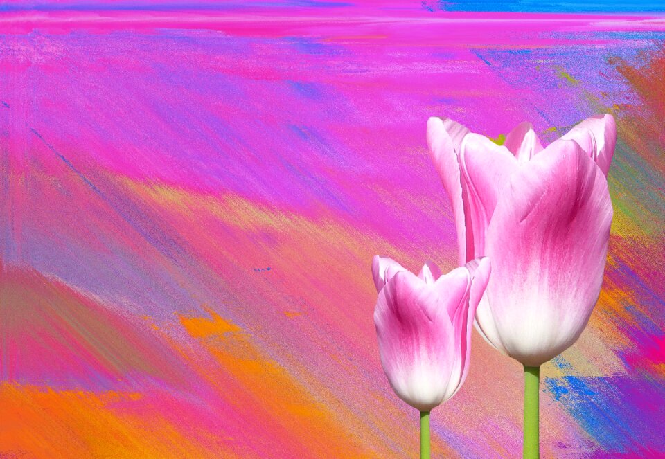 Flower flowers pink