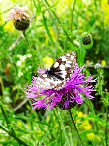 Flower plant meadow