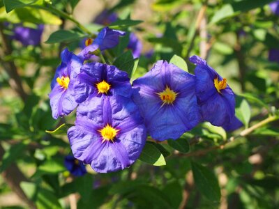 Purple blue violet lycianthes rantonnetii photo