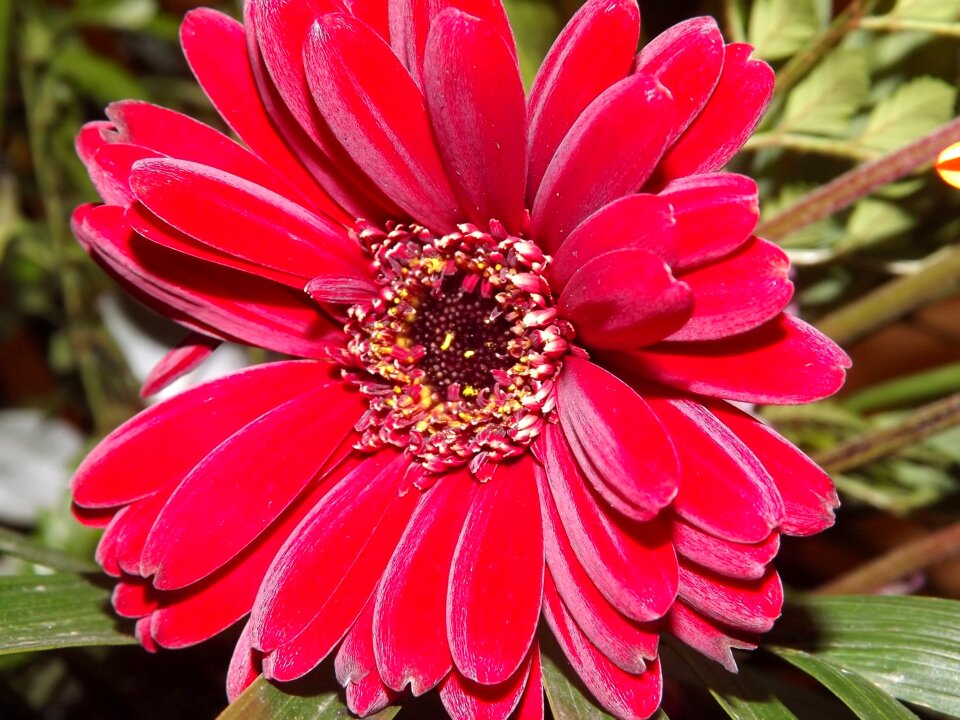 Gerbera pink nature