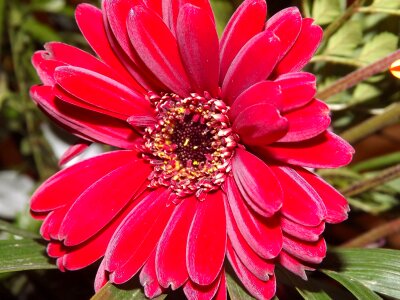 Gerbera pink nature