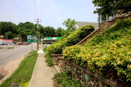Honeysuckle Groundcover (41955275435)