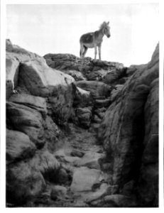 Hopi Indian burro standing on the rocks, Walpi, Arizona, ca.1900 (CHS-3930)