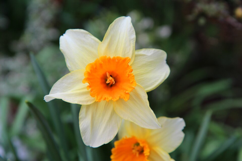 Flower flowering spring