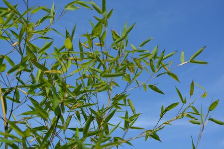 Green foliage blue sky nature