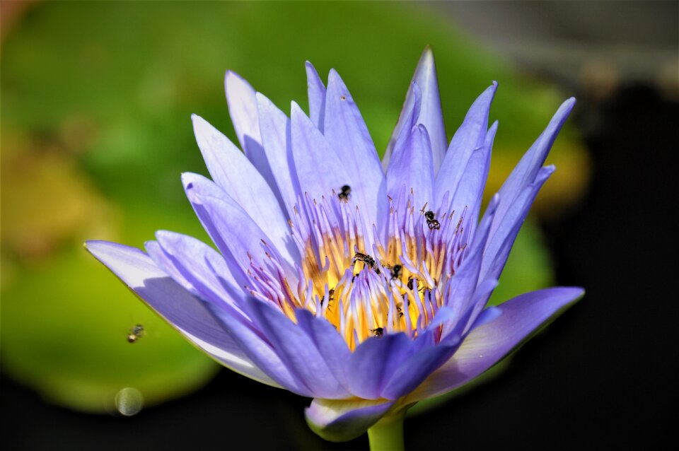 Flower nature violet