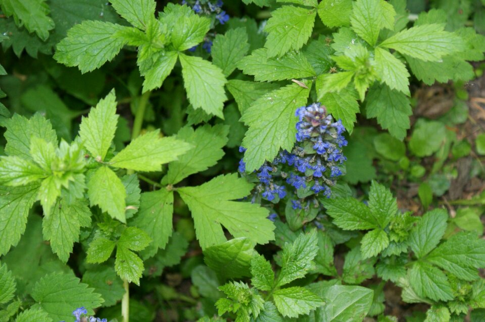 Nature purple flower plant