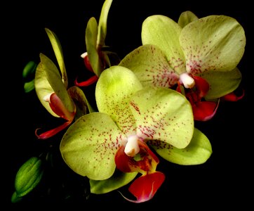 Floral orchid colors