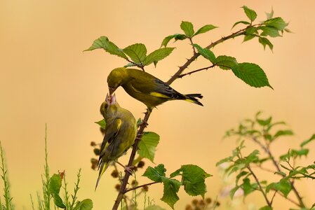 Tree bird plant