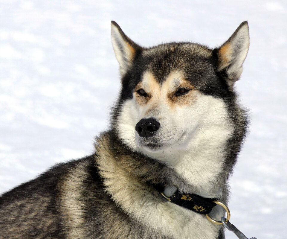 Mountain canine mammal