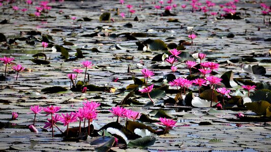 Flower nature lotus