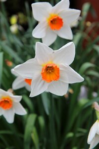 Daffodil spring flowering photo
