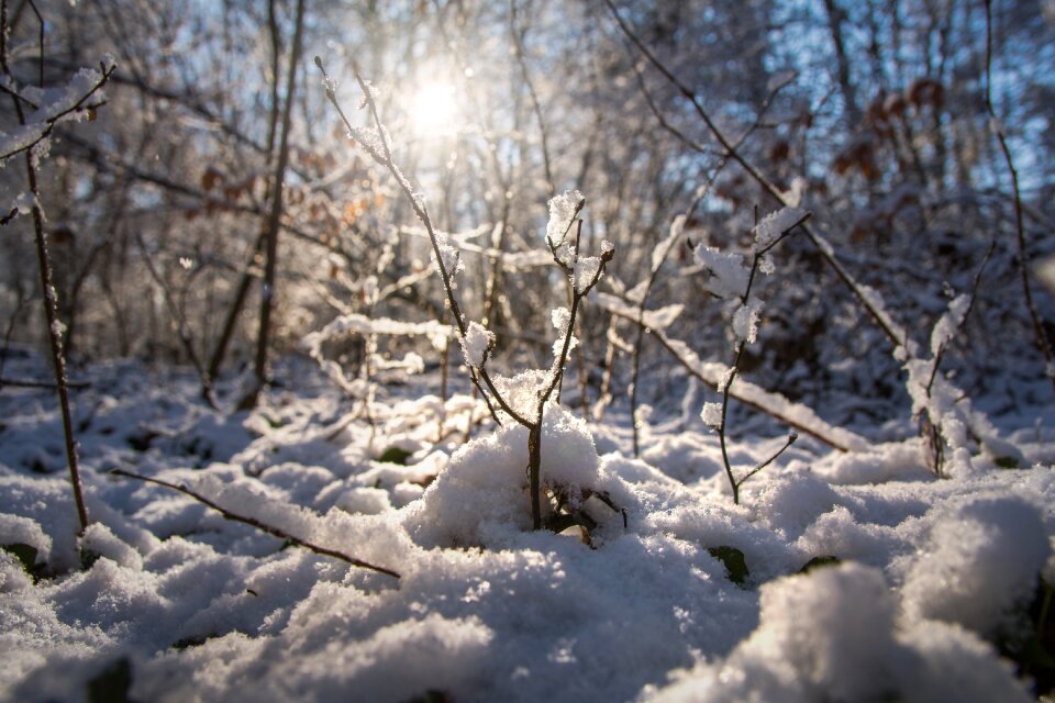 Cold frost tree