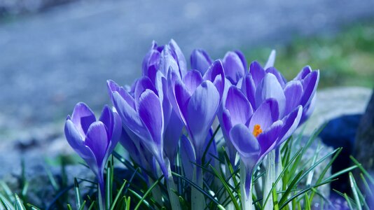 Season leaf crocus