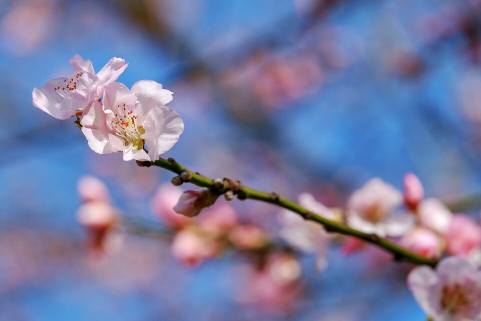 Japanese cherry blossom branches blossom