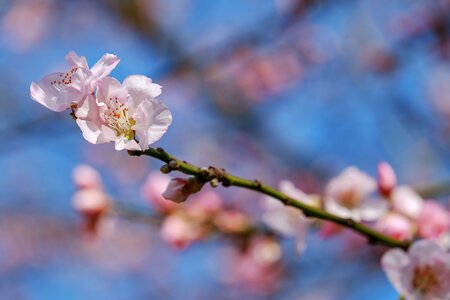 Japanese cherry blossom branches blossom photo