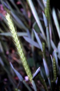 Hordeum pusillum NRCS-1