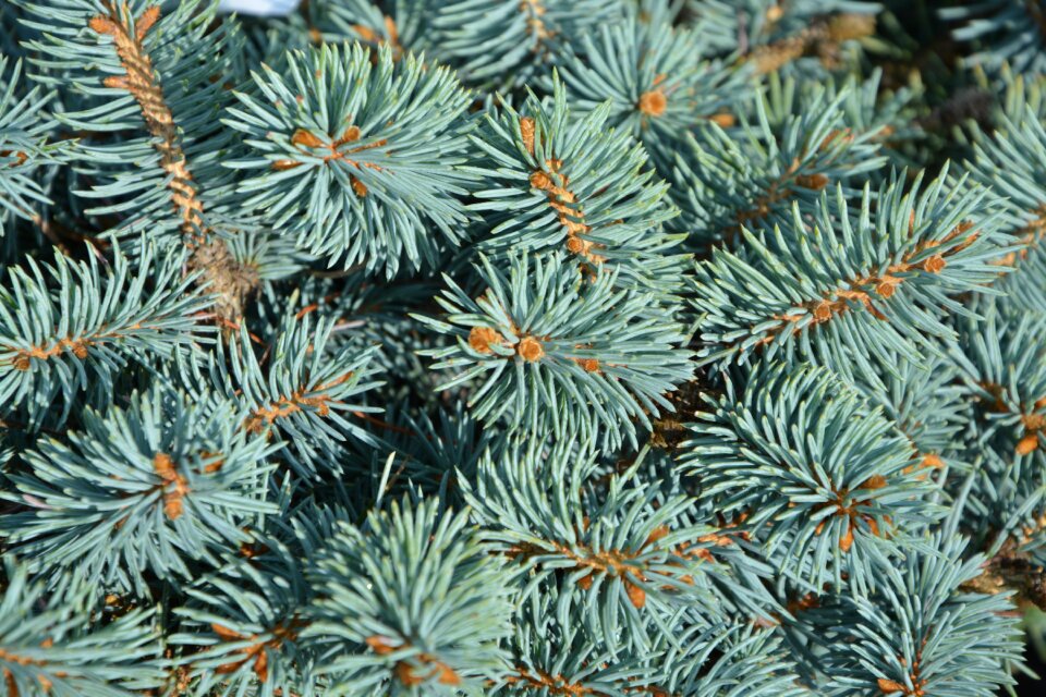Spicy green coniferous