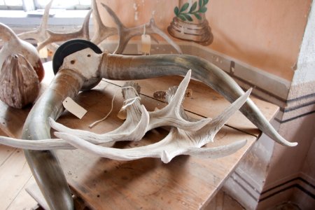 Horn från vattenbuffel - Skoklosters slott - 95020