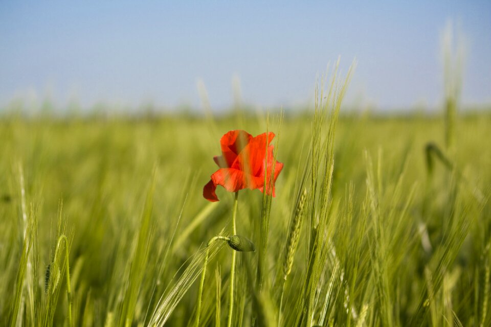 Poppy field summer