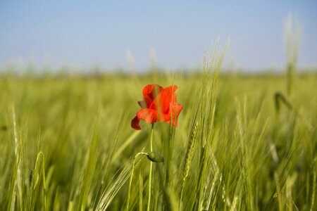 Poppy field summer