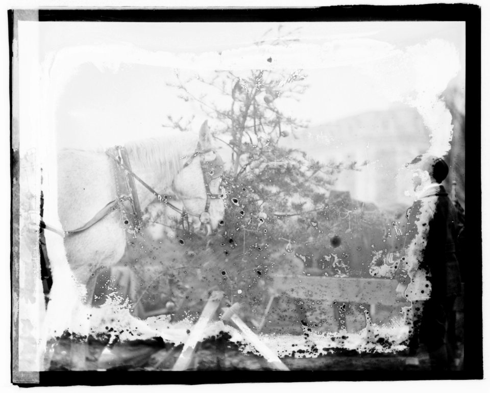 Horse Christmas Tree, 1919 LCCN2016827325