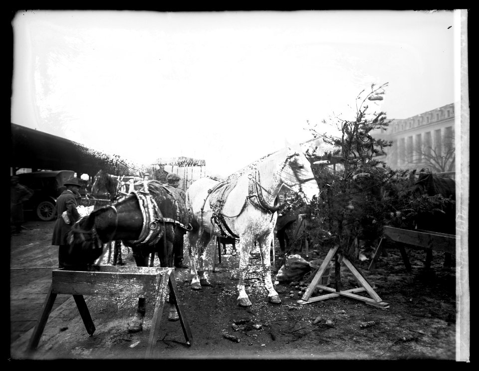 Horse Christmas tree, 1919 LCCN2016851375