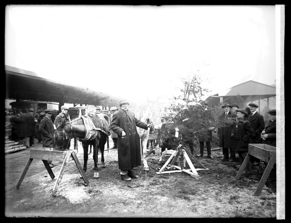 Horse Christmas tree, 1919 LCCN2016851374