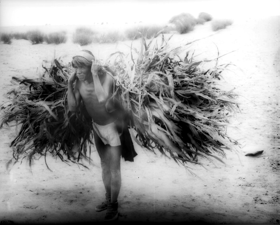 Hopi Indian farmer, Lomay Ohungyoma, carrying corn fodder on his back, ca.1887 (CHS-5036)
