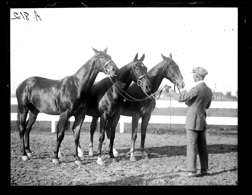 Horse event LCCN2016863157