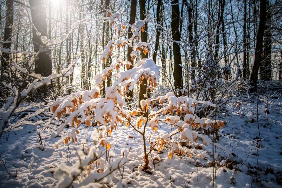 Wood nature season