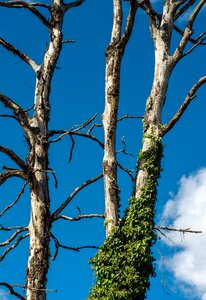 Tree wood nature