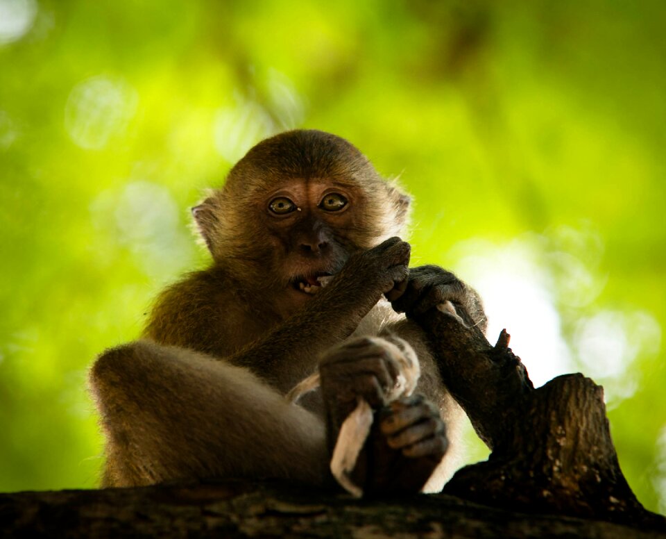 Eyes animals jungle