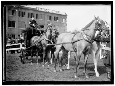 HORSE SHOWS. ADOLPHUS BUSCH, 3RD OF ST. LOUIS LCCN2016863291