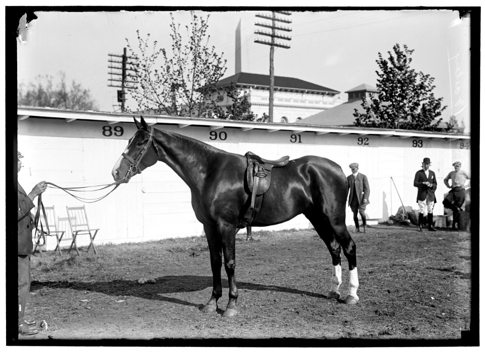 HORSE SHOWS. CLAY BAILEY LCCN2016865451
