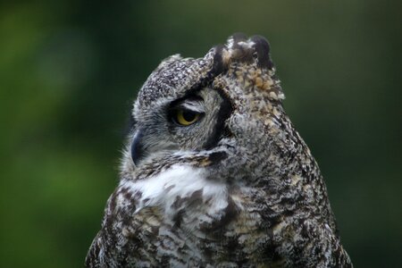 Bird outdoors owl