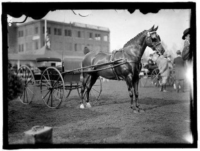 HORSE SHOWS. HORSES LCCN2016863310