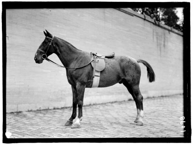 HORSE SHOWS. HORSES LCCN2016863670