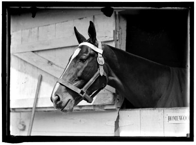 HORSE SHOWS. HORSE IN WASHINGTON HORSE SHOW LCCN2016864558